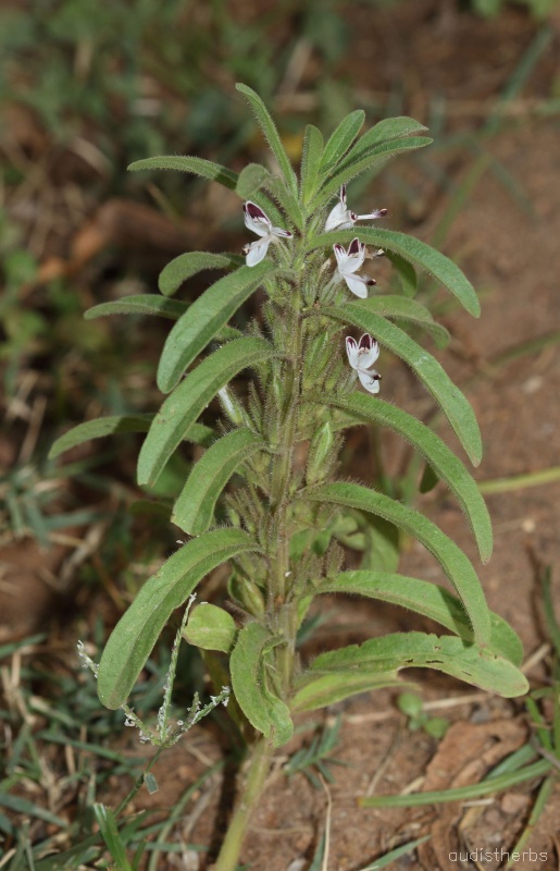 Andrographis echioides fullplant1.jpg